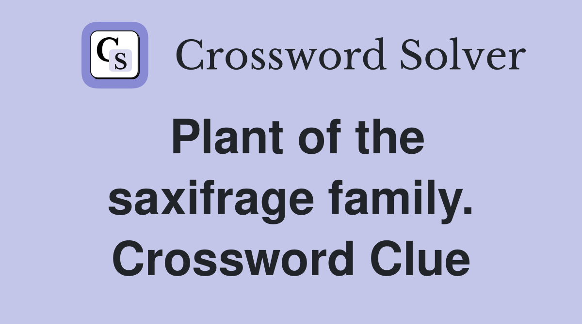 Plant of the saxifrage family. Crossword Clue