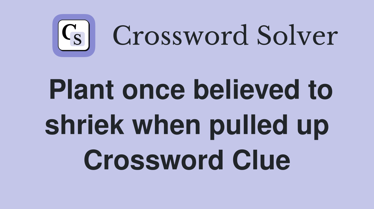 Plant once believed to shriek when pulled up Crossword Clue