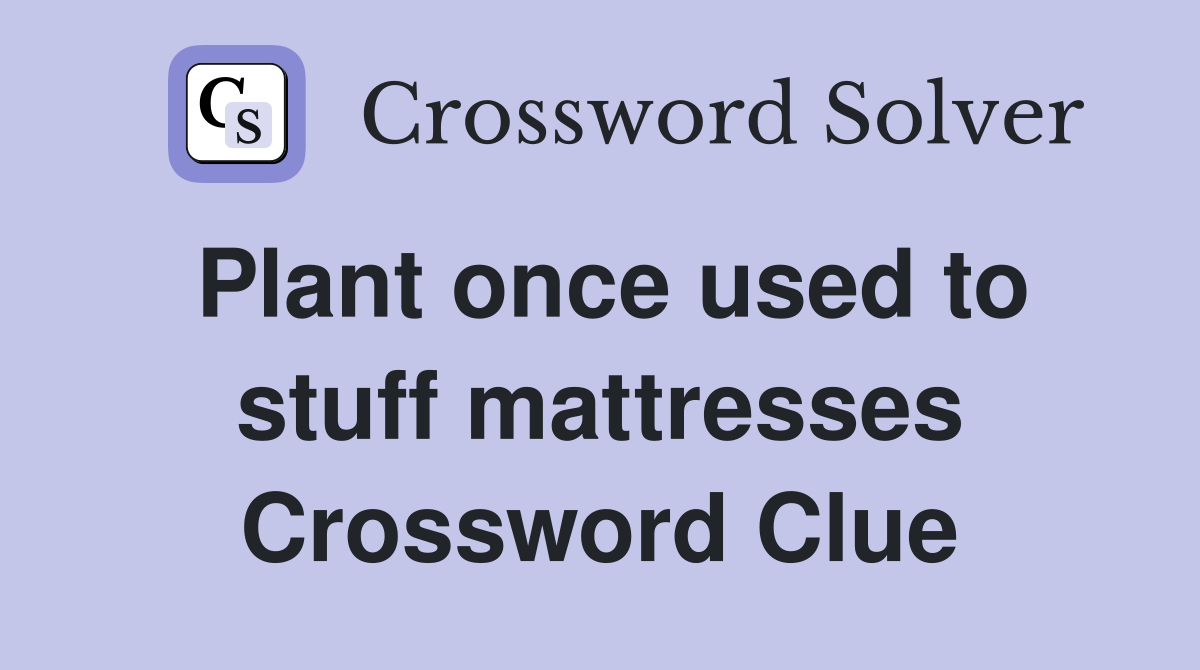 Plant once used to stuff mattresses Crossword Clue