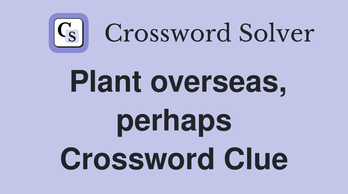 Plant overseas, perhaps Crossword Clue