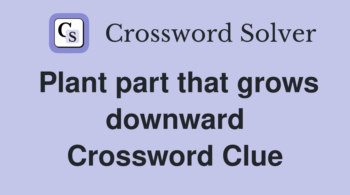 Plant part that grows downward Crossword Clue