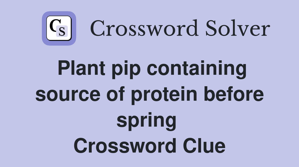 Plant pip containing source of protein before spring  Crossword Clue
