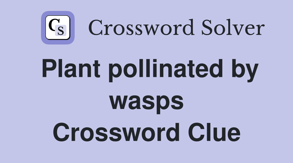 Plant pollinated by wasps Crossword Clue