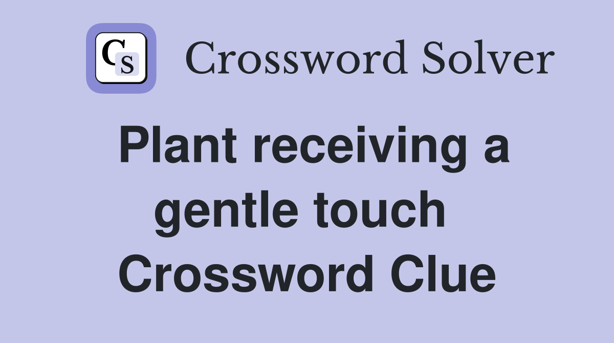 Plant receiving a gentle touch  Crossword Clue