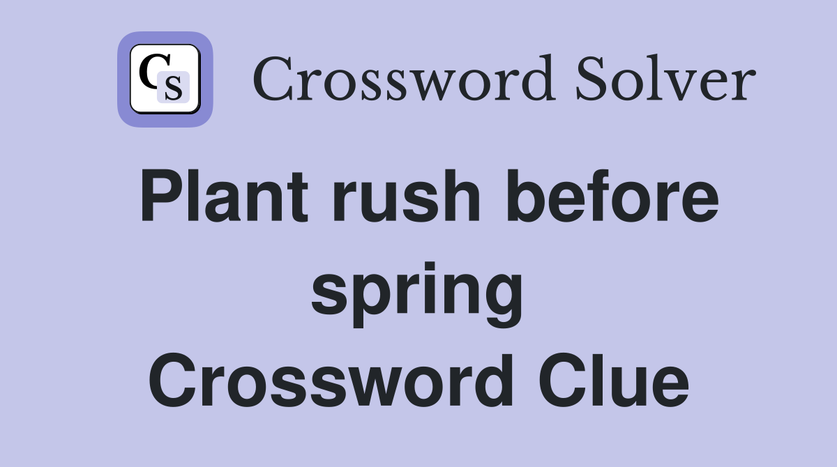 Plant rush before spring Crossword Clue