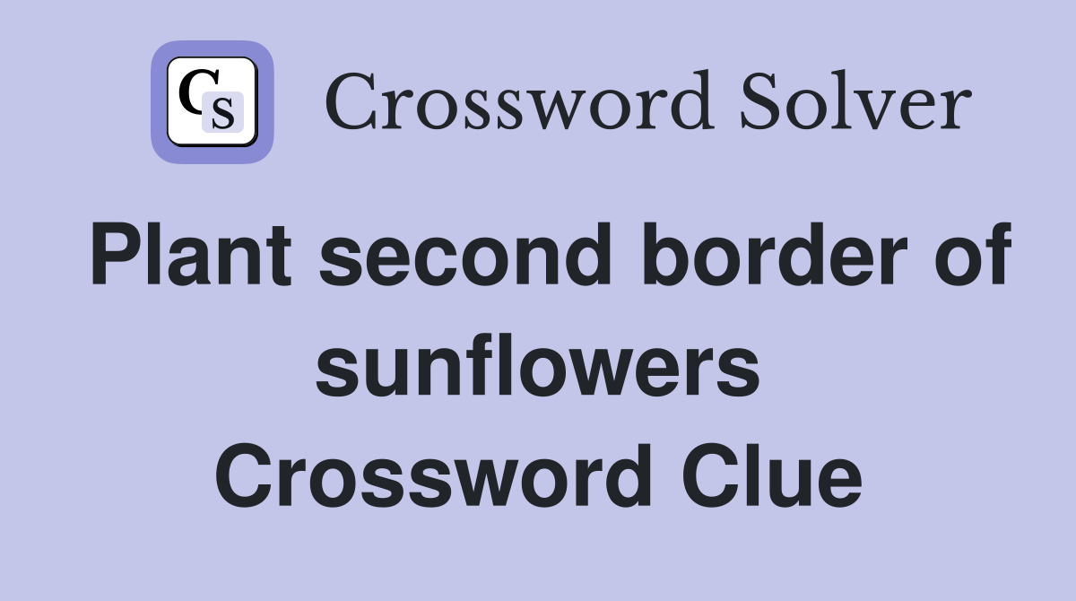 Plant second border of sunflowers Crossword Clue