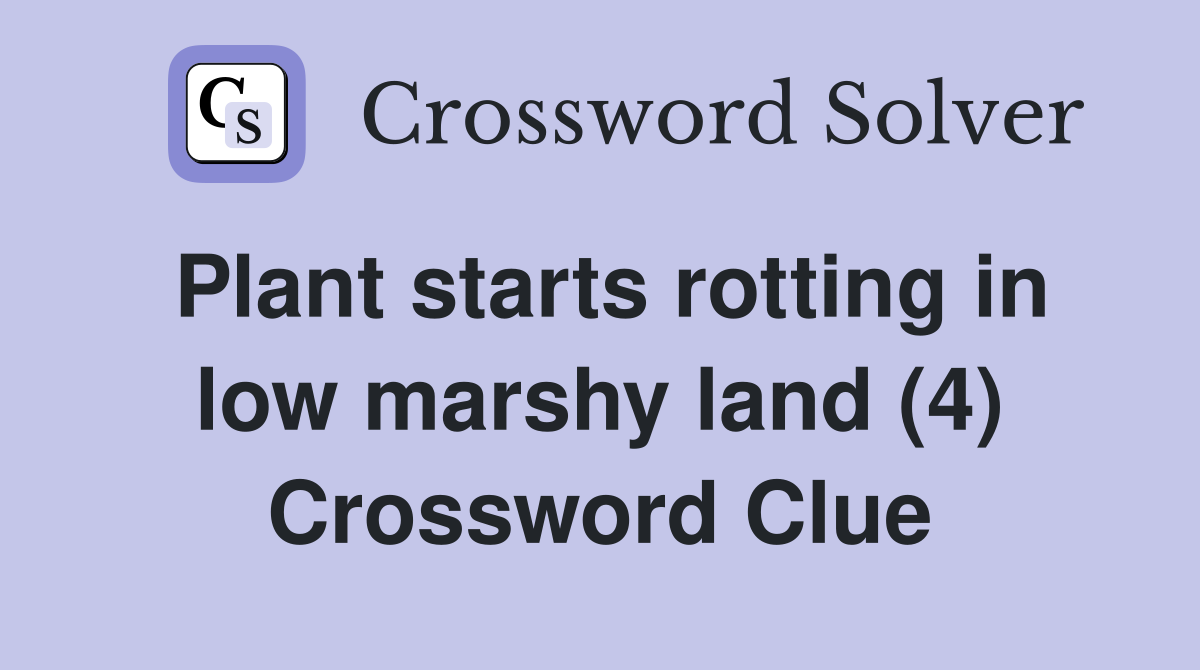 Plant starts rotting in low marshy land (4) Crossword Clue