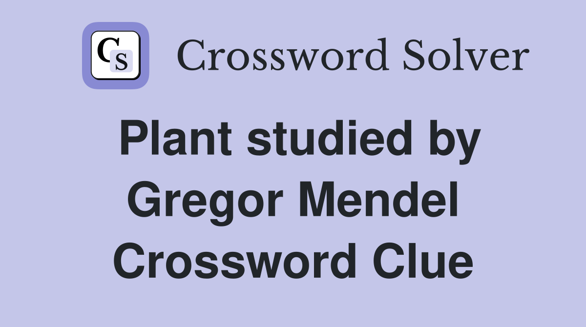 Plant studied by Gregor Mendel Crossword Clue
