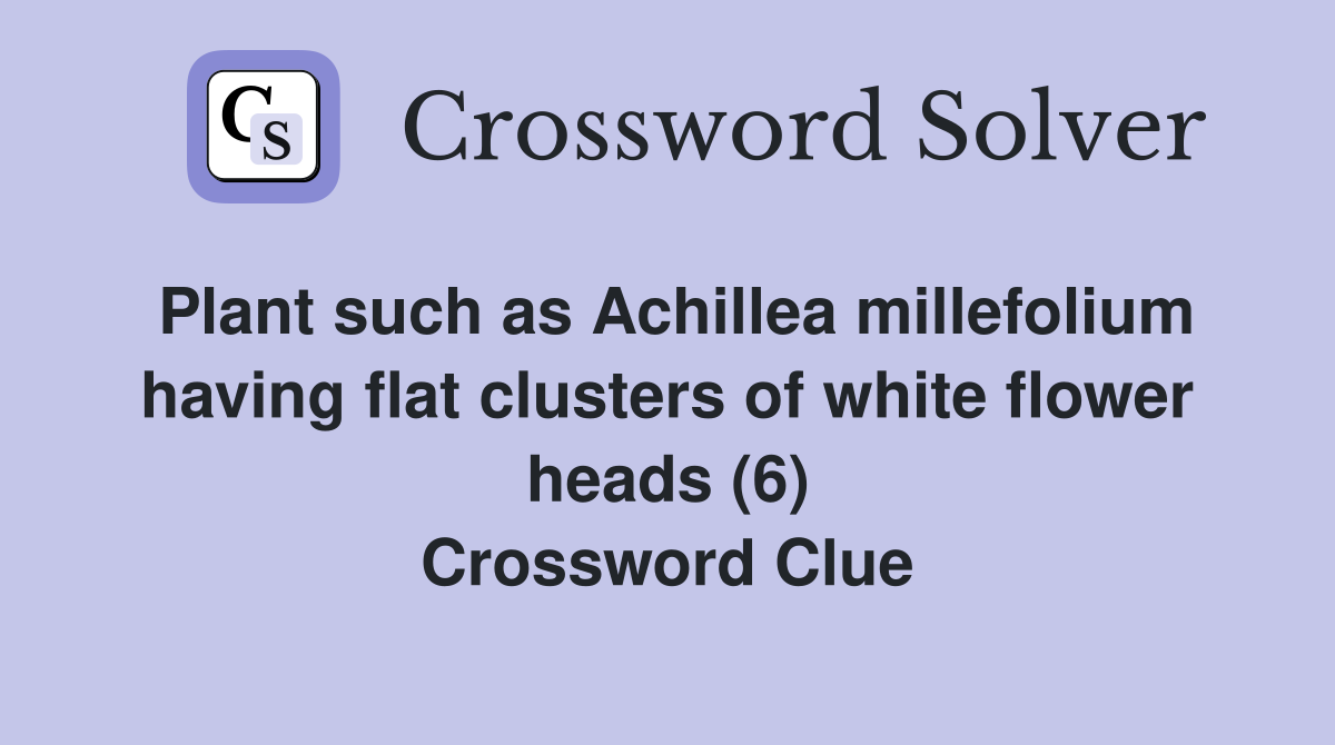 Plant such as Achillea millefolium having flat clusters of white flower heads (6) Crossword Clue