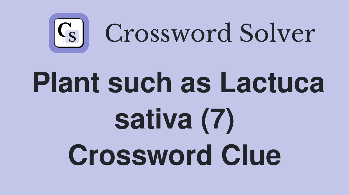 Plant such as Lactuca sativa (7) Crossword Clue
