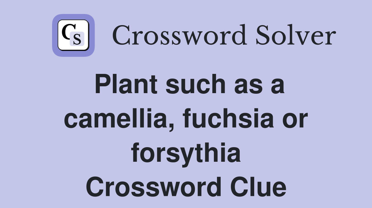 Plant such as a camellia, fuchsia or forsythia Crossword Clue