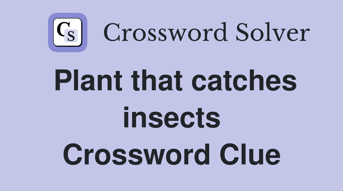 Plant that catches insects Crossword Clue
