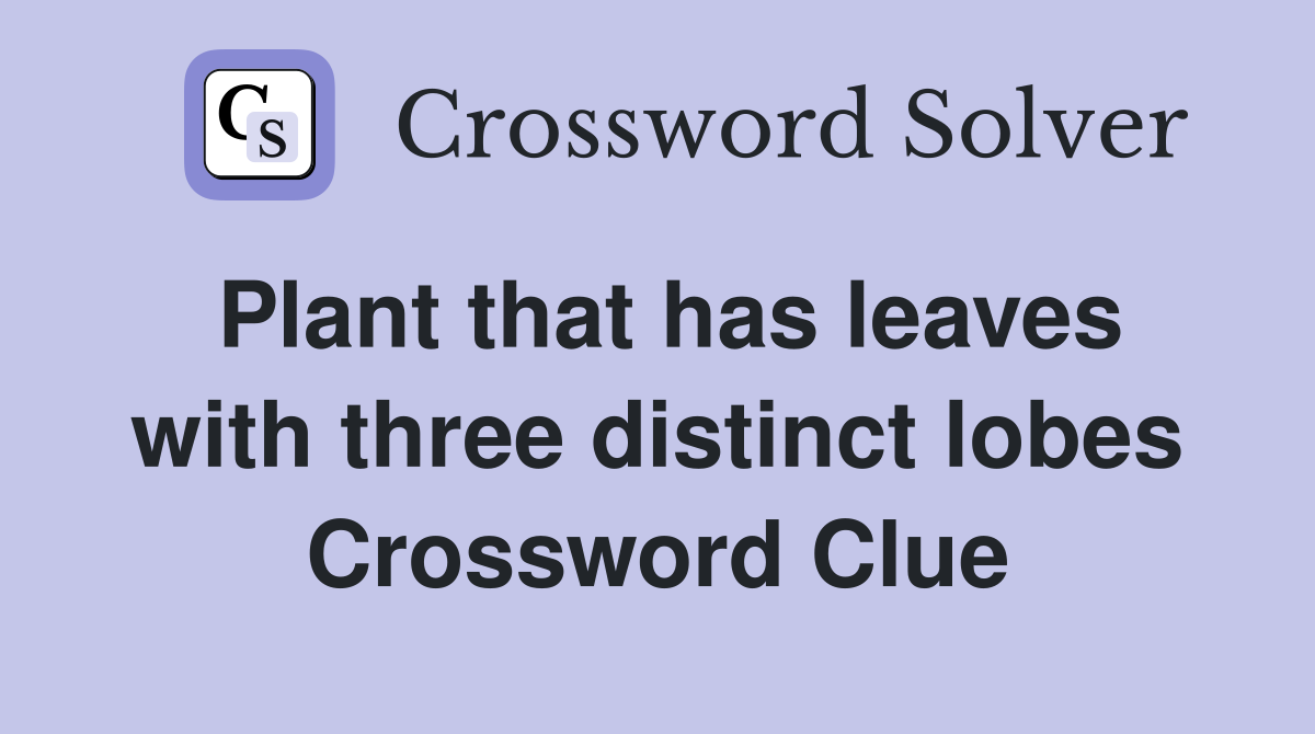 Plant that has leaves with three distinct lobes Crossword Clue