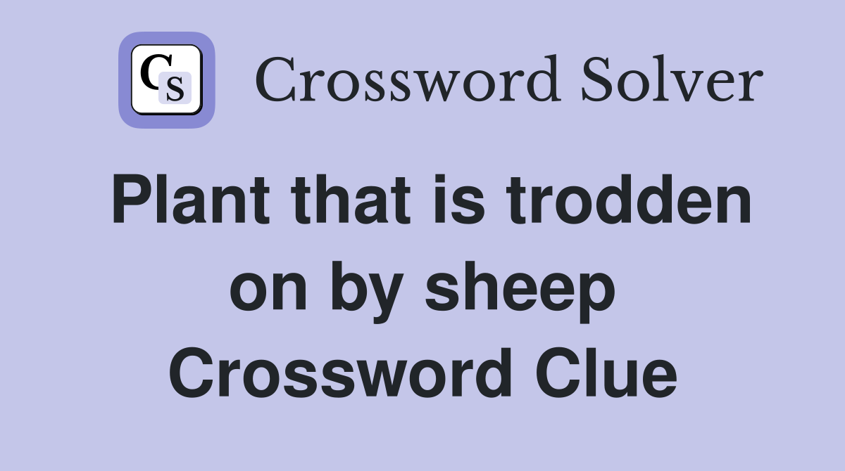 Plant that is trodden on by sheep Crossword Clue