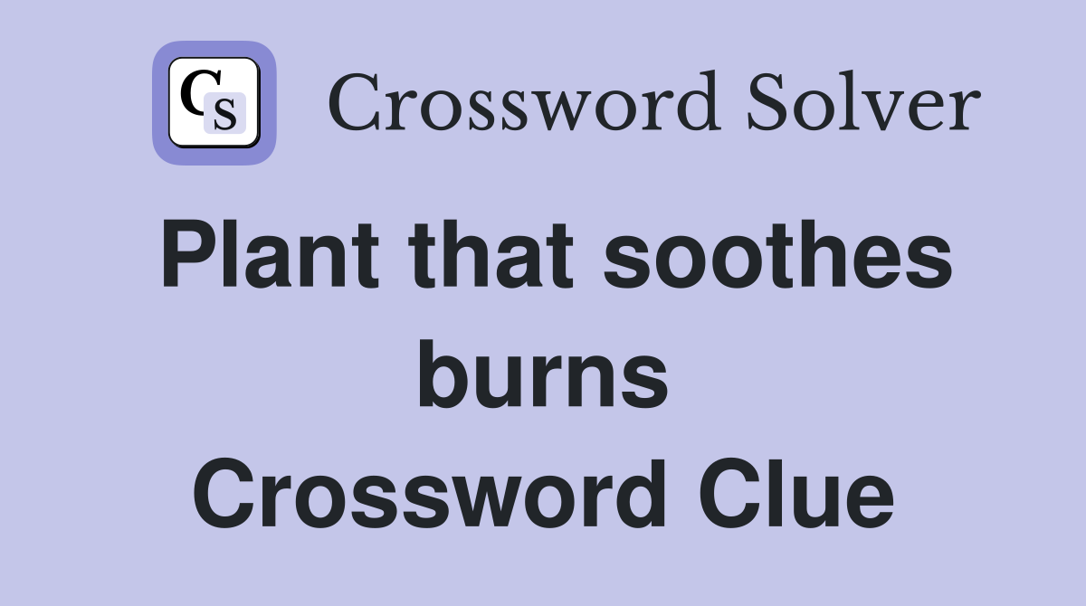 Plant that soothes burns Crossword Clue