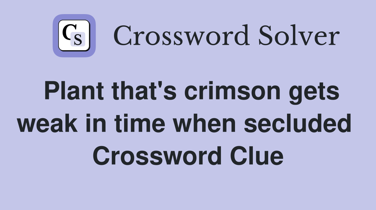 Plant that's crimson gets weak in time when secluded  Crossword Clue