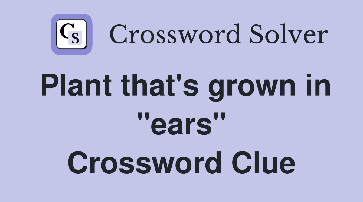 Plant that's grown in "ears" Crossword Clue