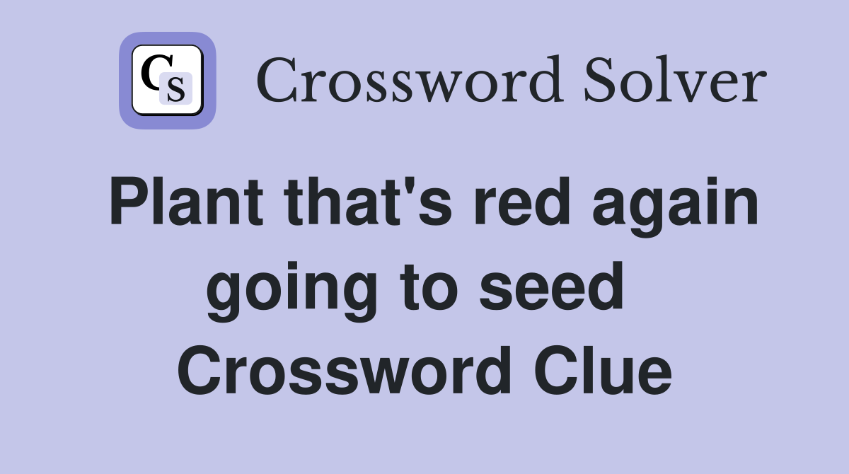 Plant that's red again going to seed  Crossword Clue