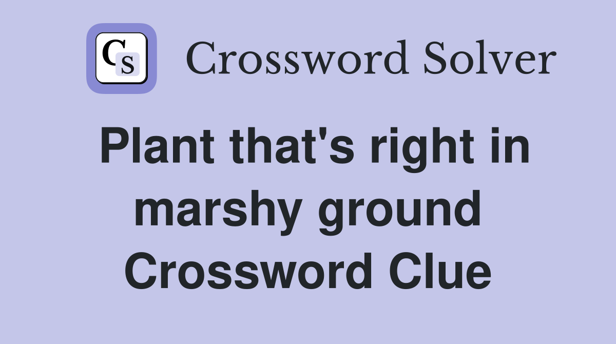 Plant that's right in marshy ground Crossword Clue
