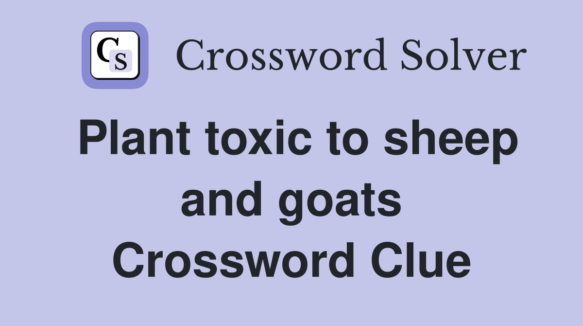Plant toxic to sheep and goats Crossword Clue
