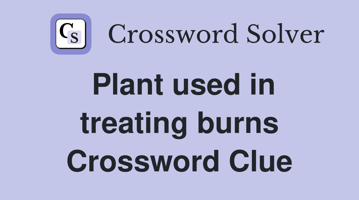 Plant used in treating burns Crossword Clue