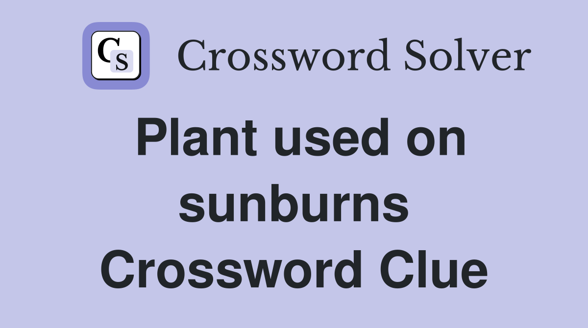 Plant used on sunburns Crossword Clue