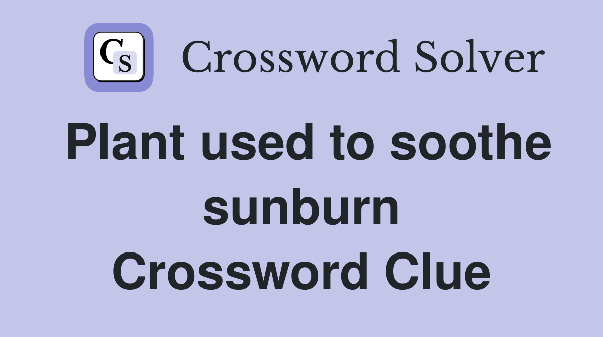Plant used to soothe sunburn Crossword Clue