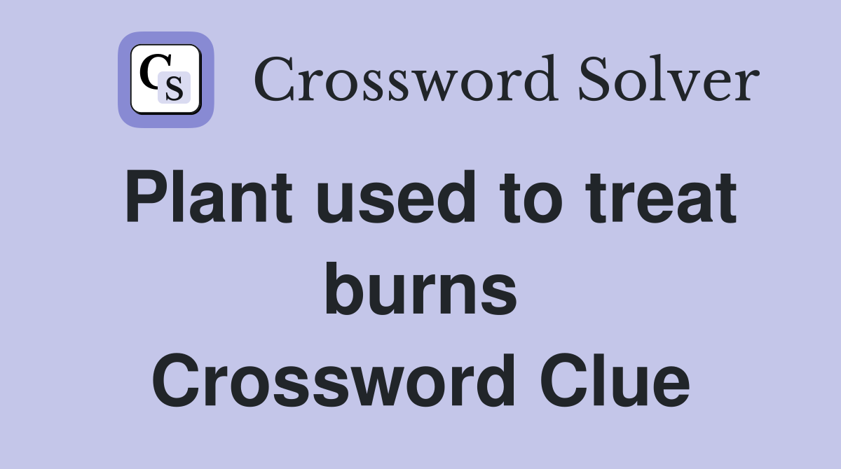 Plant used to treat burns Crossword Clue