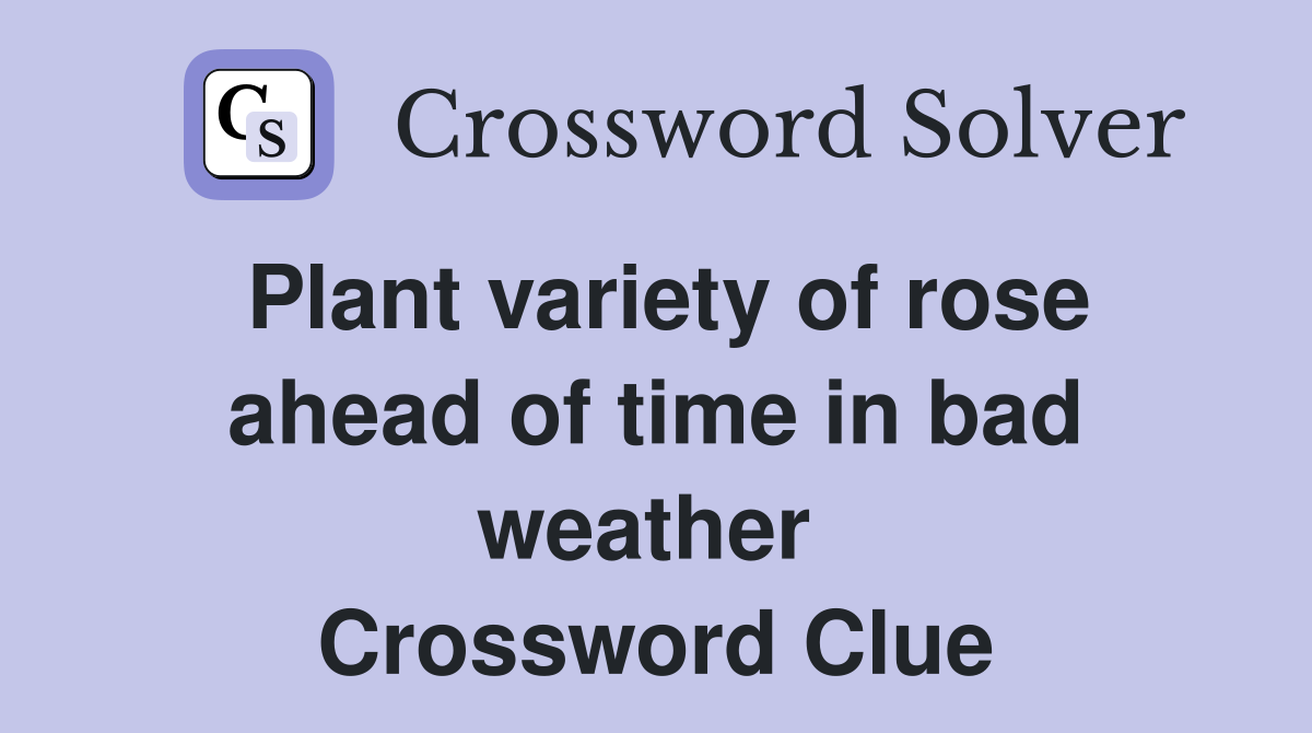 Plant variety of rose ahead of time in bad weather  Crossword Clue