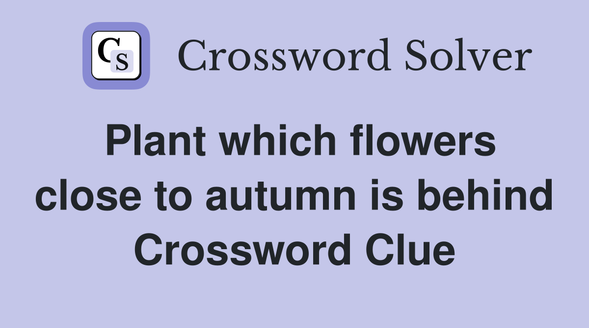 Plant which flowers close to autumn is behind Crossword Clue
