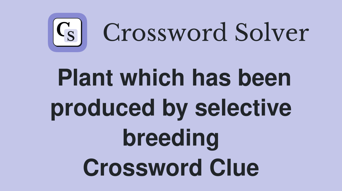 Plant which has been produced by selective breeding Crossword Clue