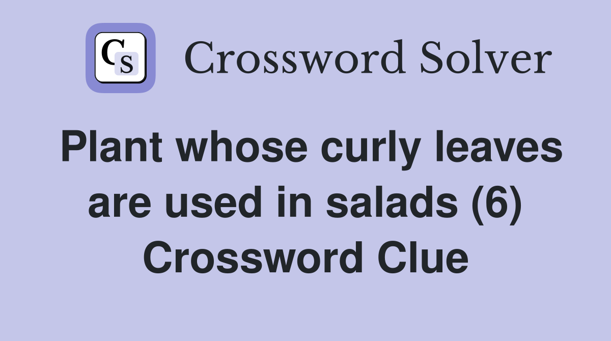 Plant whose curly leaves are used in salads (6) Crossword Clue