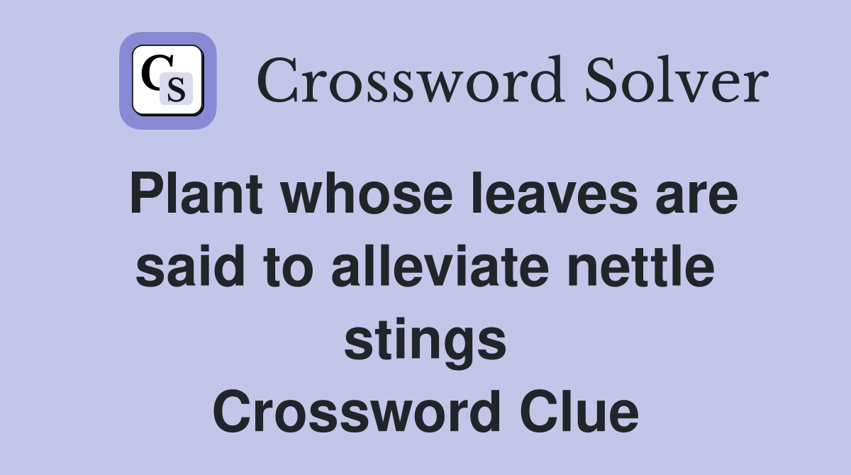 Plant whose leaves are said to alleviate nettle stings Crossword Clue