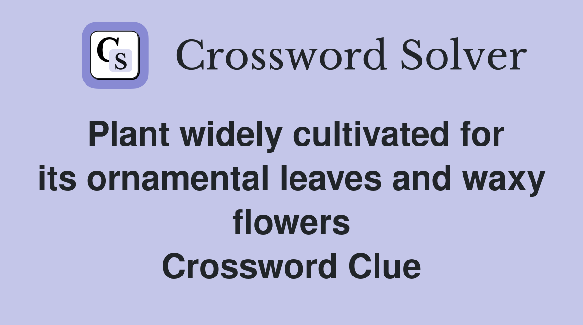 Plant widely cultivated for its ornamental leaves and waxy flowers Crossword Clue