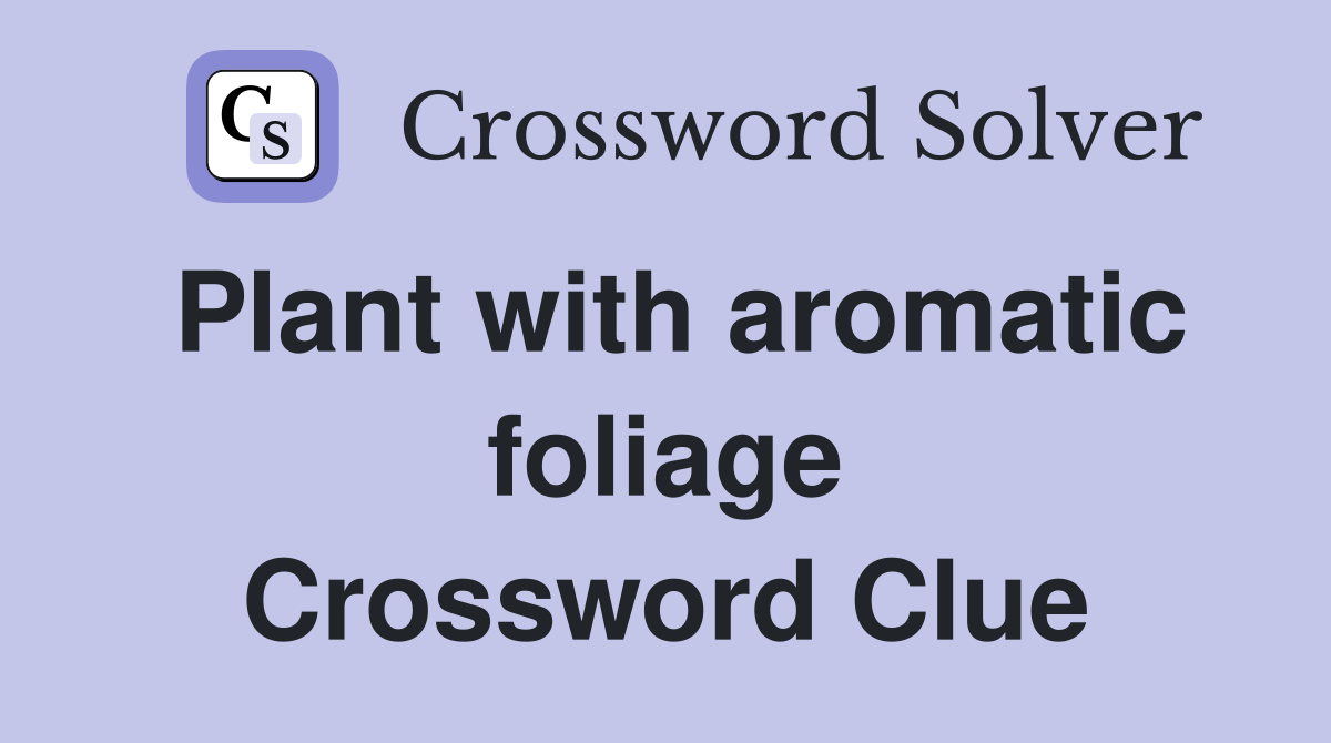 Plant with aromatic foliage Crossword Clue