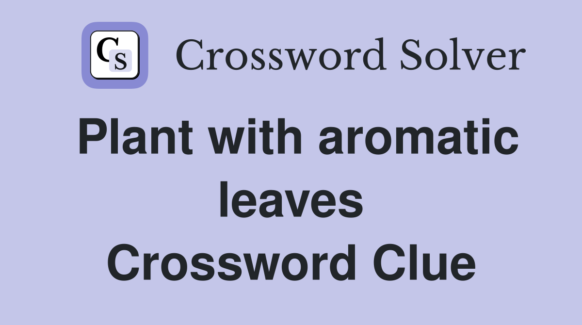 Plant with aromatic leaves Crossword Clue