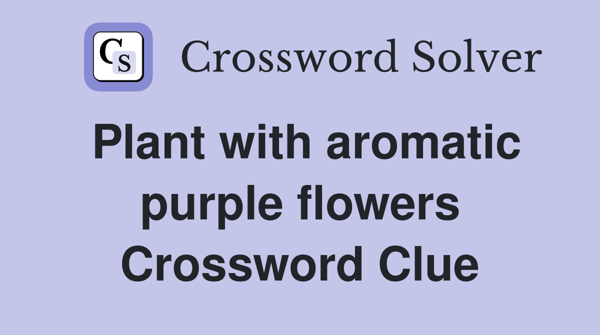 Plant with aromatic purple flowers Crossword Clue