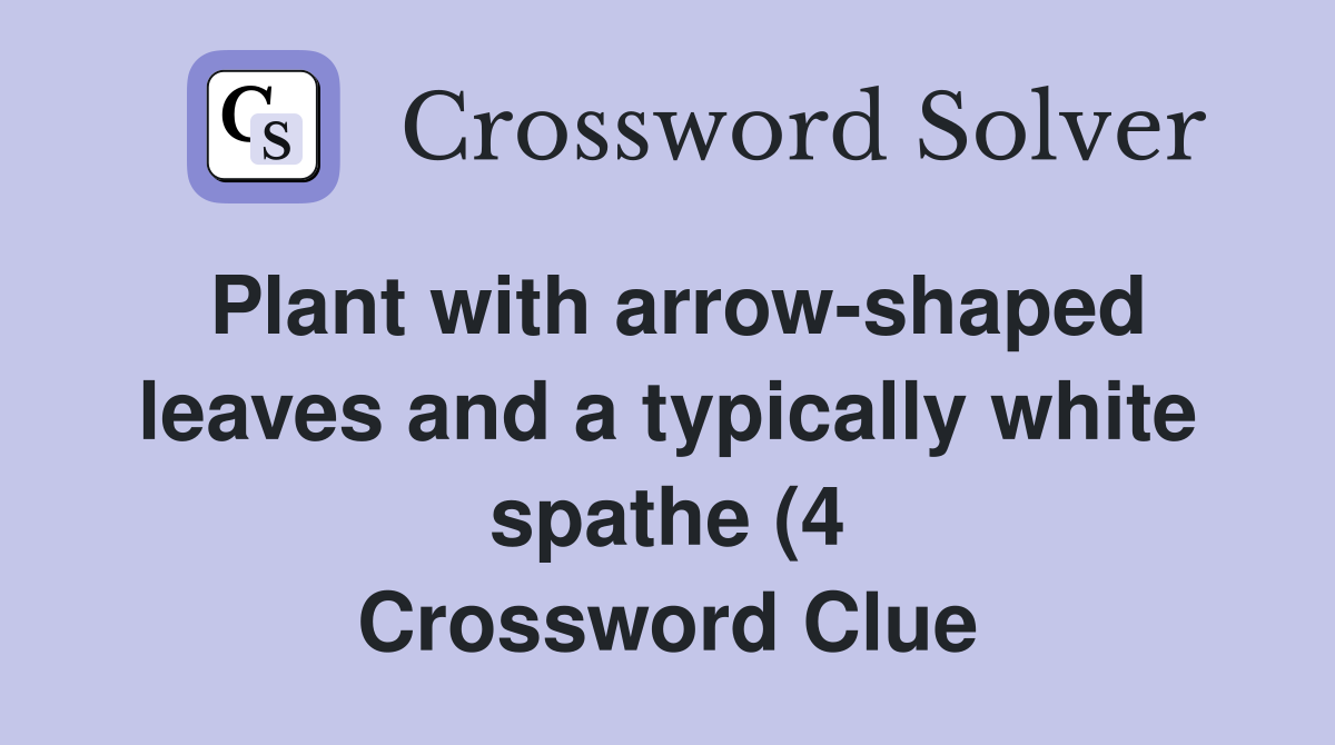 Plant with arrow shaped leaves and a typically white spathe (4 Plant with arrow shaped leaves and a typically white spathe (4