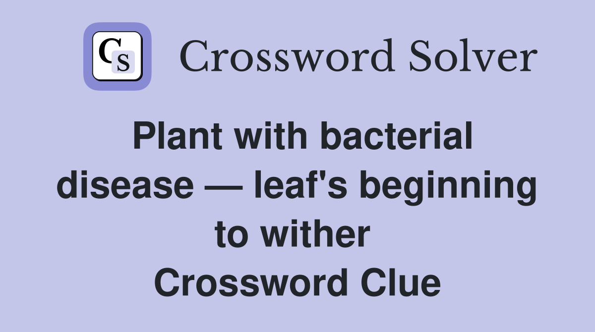 Plant with bacterial disease — leaf's beginning to wither  Crossword Clue