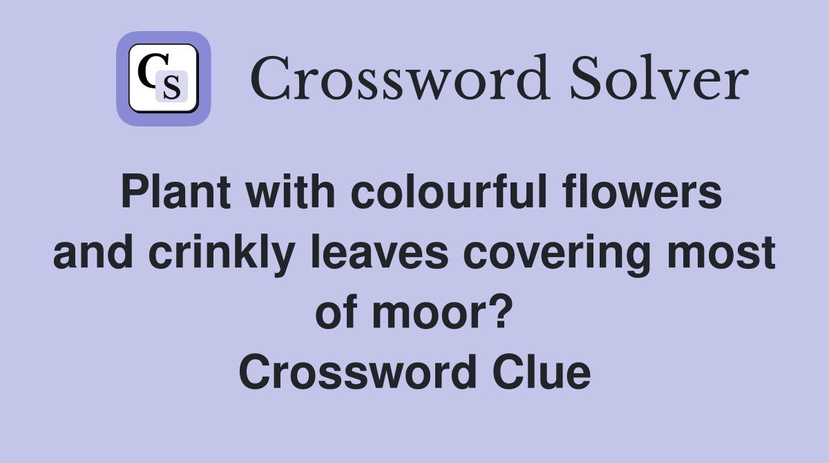 Plant with colourful flowers and crinkly leaves covering most of moor? Crossword Clue