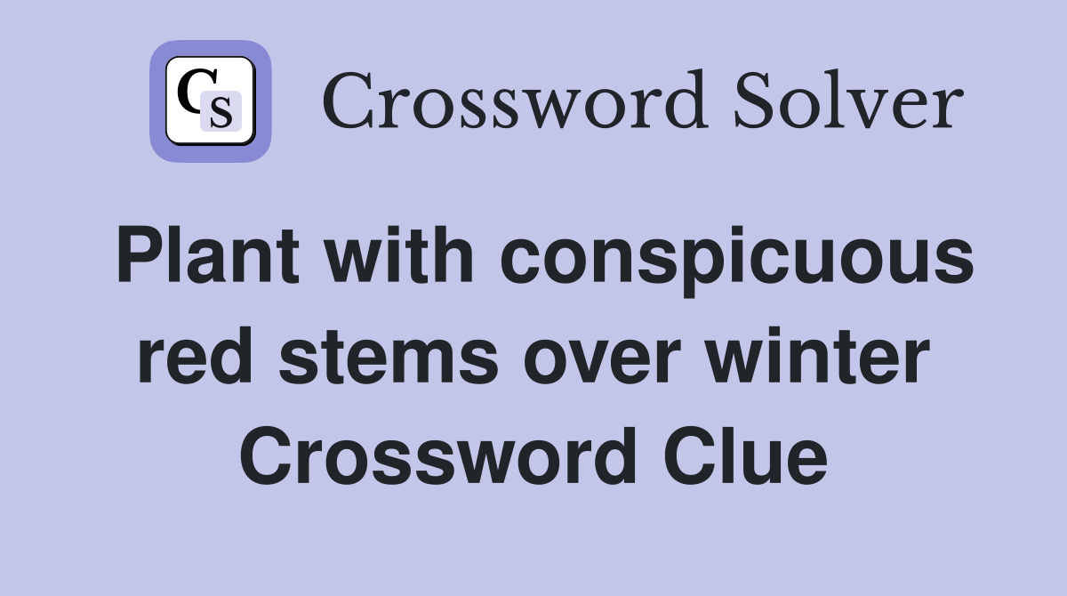 Plant with conspicuous red stems over winter Crossword Clue