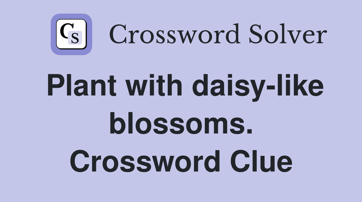 Plant with daisy-like blossoms. Crossword Clue