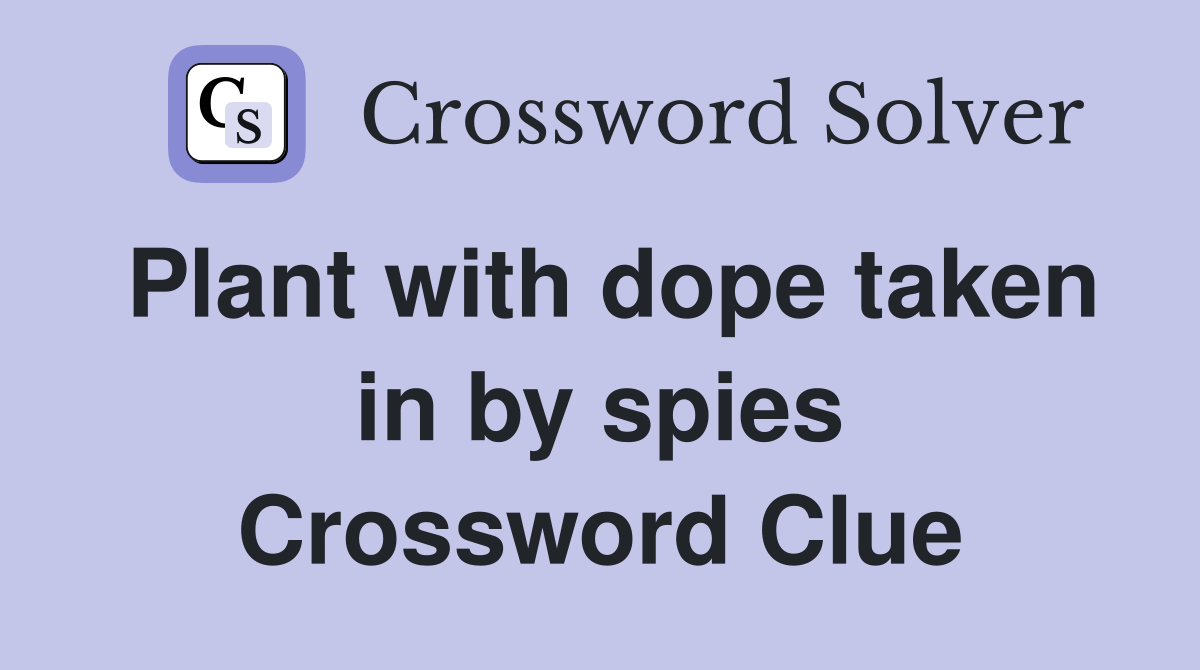 Plant with dope taken in by spies Crossword Clue