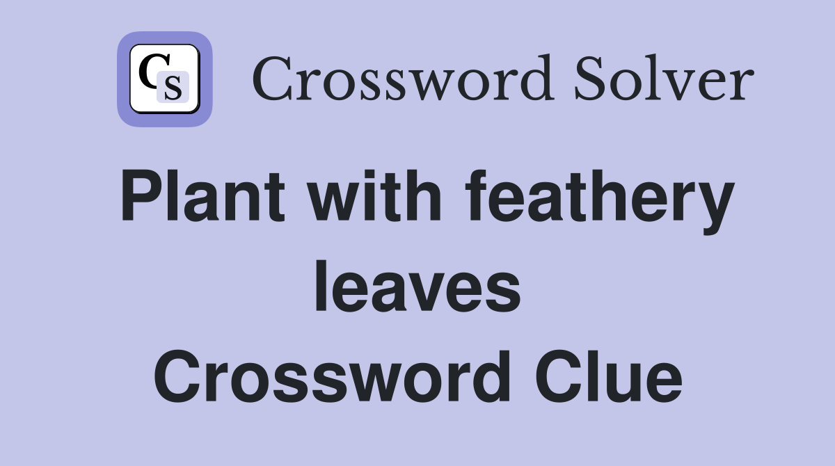Plant with feathery leaves Crossword Clue