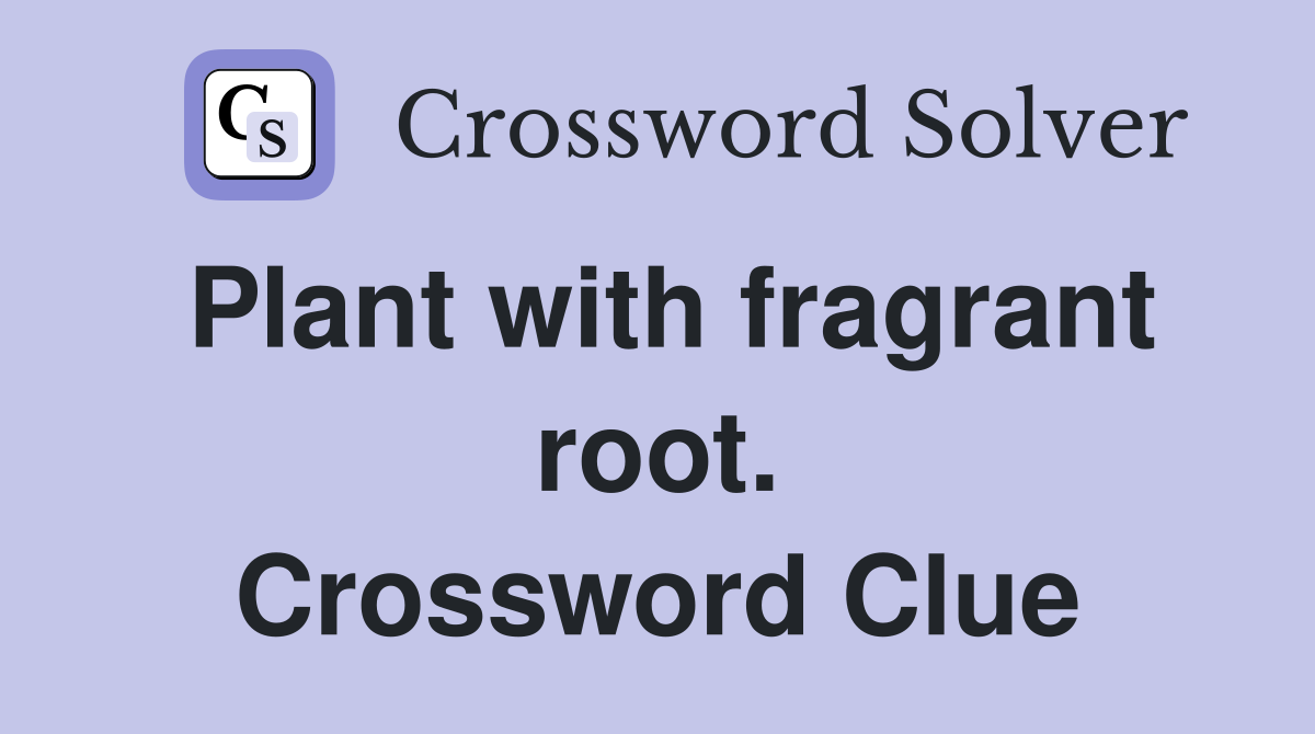 Plant with fragrant root. Crossword Clue