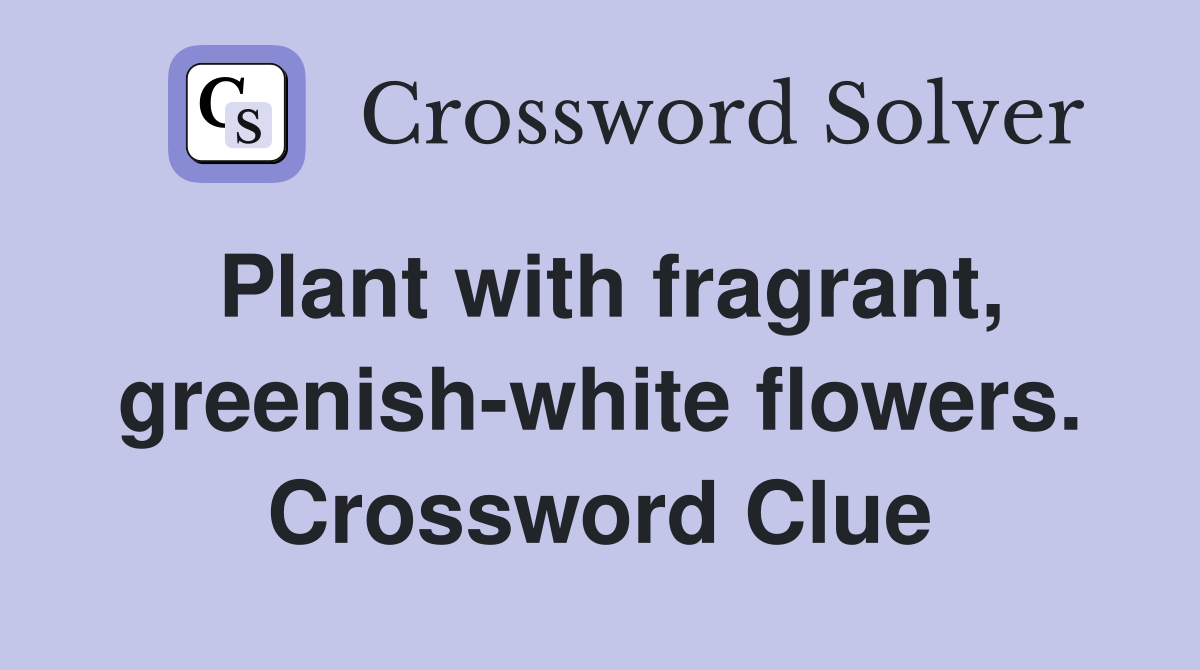 Plant with fragrant, greenish-white flowers. Crossword Clue