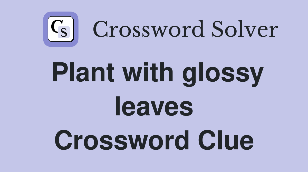 Plant with glossy leaves Crossword Clue