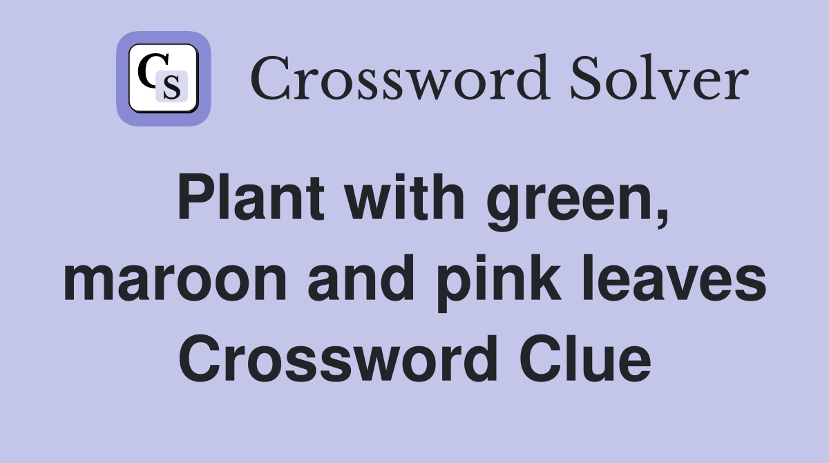 Plant with green, maroon and pink leaves Crossword Clue
