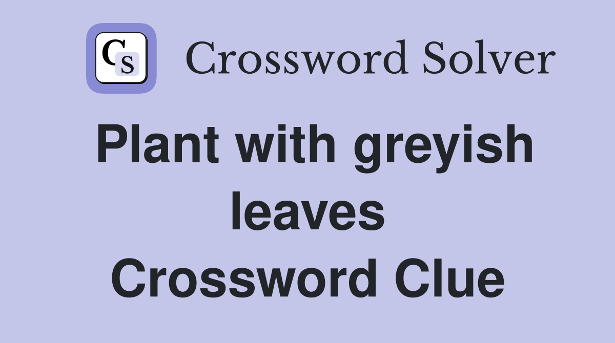 Plant with greyish leaves Crossword Clue