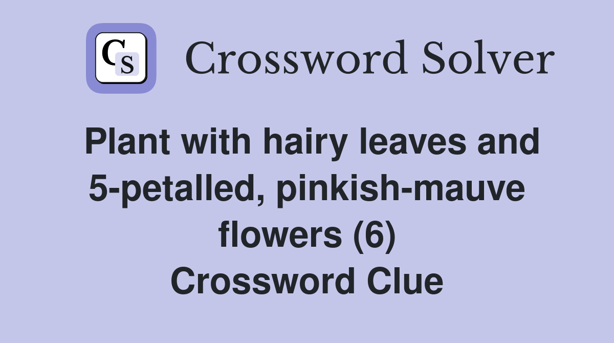 Plant with hairy leaves and 5-petalled, pinkish-mauve flowers (6) Crossword Clue